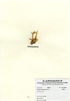 藏品(鳳尾菜)的圖片